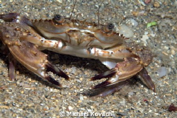 Blotched Swimming Crab on the flats to the South of the B... by Michael Kovach 